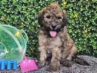 Fletcher , a male Whoodle for sale in Boyden, IA – 4 of 10