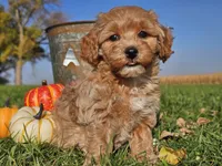 Buttercup , a female Havapoo for sale in Boyden, IA – 9 of 10