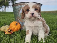 Odie, a male Cavapoo for sale in Boyden, IA – 3 of 10