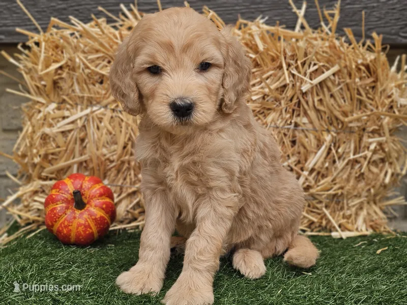 Slater – Goldendoodle puppy for sale in Boyden, IA