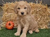 Slater, a male Goldendoodle for sale in Boyden, IA – 1 of 10