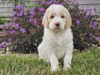 Millie, a female Goldendoodle for sale in Boyden, IA – 10 of 10