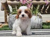 Tango, a male Cavapoo for sale in Boyden, IA – 4 of 10