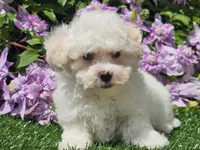 Colby, a male Havapoo for sale in Boyden, IA – 6 of 10
