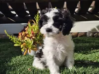 Gilbert , a male Cavapoo for sale in Boyden, IA – 3 of 10