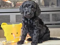 Dusty, a male Goldendoodle for sale in Boyden, IA – Photo 5 of 10