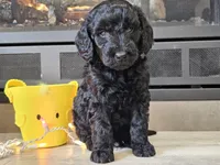 Dusty, a male Goldendoodle for sale in Boyden, IA – Photo 8 of 10