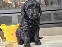 Dusty, a male Goldendoodle for sale in Boyden, IA – Photo 6 of 10