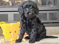 Dusty, a male Goldendoodle for sale in Boyden, IA – Photo 1 of 10