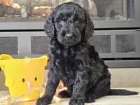 Dusty, a male Goldendoodle for sale in Boyden, IA – Photo 2 of 10