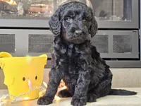 Dusty, a male Goldendoodle for sale in Boyden, IA – Photo 4 of 10