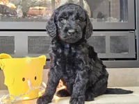 Dusty, a male Goldendoodle for sale in Boyden, IA – Photo 7 of 10
