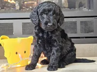 Dusty, a male Goldendoodle for sale in Boyden, IA – Photo 3 of 10