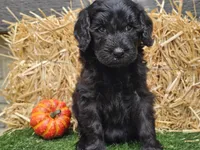 Sheldon, a male Goldendoodle for sale in Boyden, IA – 2 of 10