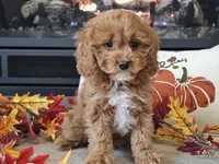 Teeter, a female Cavapoo for sale in Boyden, IA – 3 of 10