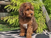 Stitch, a male Miniature Bernedoodle for sale in Boyden, IA – 4 of 10