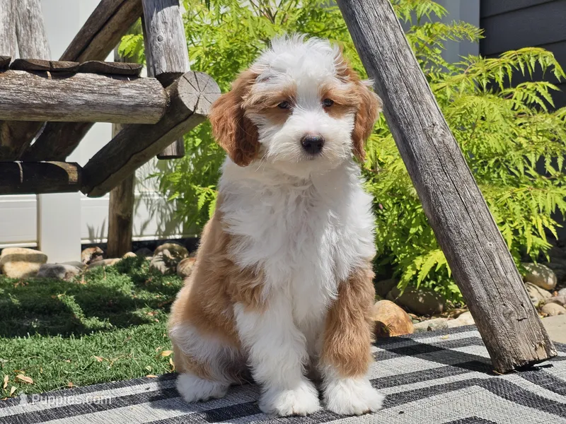 Halli – Miniature Aussiedoodle puppy for sale in Boyden, IA