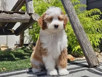 Halli, a female Miniature Aussiedoodle for sale in Boyden, IA – 1 of 10