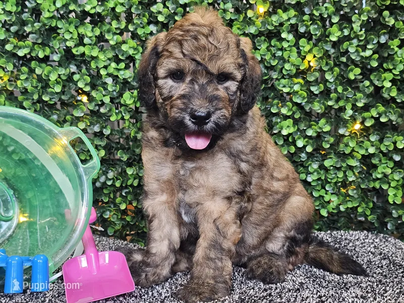 Fletcher  – Whoodle puppy for sale in Boyden, IA