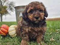 Benny, a male Havapoo for sale in Boyden, IA – 9 of 10
