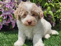 Skipper, a male Havapoo for sale in Boyden, IA – 3 of 10