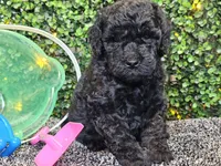 Franklin , a male Whoodle for sale in Boyden, IA – 9 of 10