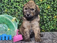 Fletcher , a male Whoodle for sale in Boyden, IA – 5 of 10