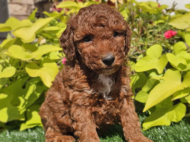 Phoenix  – Poodle - Miniature  puppy for sale in Boyden, IA