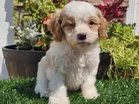Greta, a female Cavapoo for sale in Boyden, IA – 8 of 10