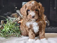 Kit, a male Cavapoo for sale in Boyden, IA – 2 of 10