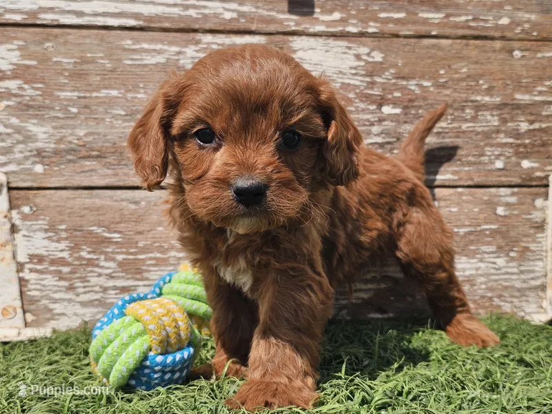 Monty – Cavapoo puppy for sale in Boyden, IA