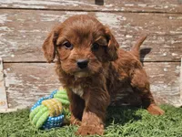 Monty, a male Cavapoo for sale in Boyden, IA – Photo 1 of 10