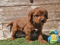 Monty, a male Cavapoo for sale in Boyden, IA – Photo 9 of 10