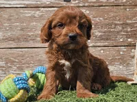 Monty, a male Cavapoo for sale in Boyden, IA – Photo 7 of 10