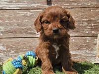 Monty, a male Cavapoo for sale in Boyden, IA – Photo 8 of 10