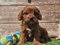 Monty, a male Cavapoo for sale in Boyden, IA – Photo 6 of 10