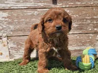 Monty, a male Cavapoo for sale in Boyden, IA – Photo 4 of 10