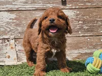 Monty, a male Cavapoo for sale in Boyden, IA – Photo 5 of 10