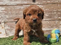 Monty, a male Cavapoo for sale in Boyden, IA – Photo 3 of 10