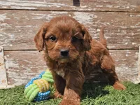 Monty, a male Cavapoo for sale in Boyden, IA – Photo 2 of 10