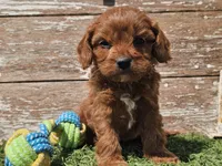 Monty, a male Cavapoo for sale in Boyden, IA – Photo 10 of 10