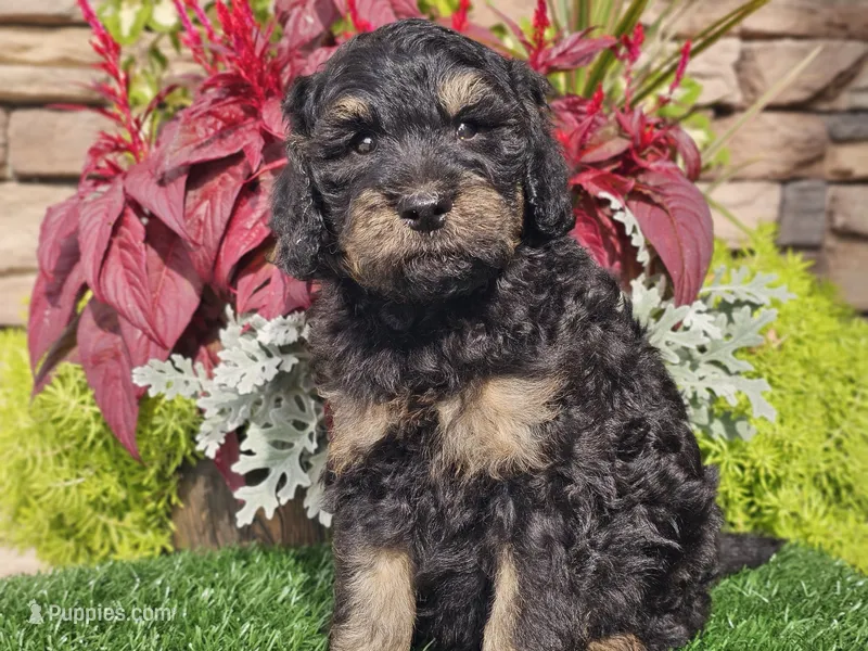 Wags, a male Goldendoodle for sale in Boyden, IA – 1 of 10