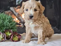 Piko, a male Maltipoo for sale in Boyden, IA – 2 of 10
