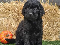 Sage, a female Goldendoodle for sale in Boyden, IA – 5 of 10