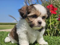 Emily, a female Shorkie for sale in Boyden, IA – 9 of 10