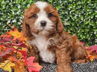 Toby, a male Cavapoo for sale in Boyden, IA – 5 of 10