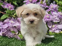 Callie, a female Havapoo for sale in Boyden, IA – 8 of 10