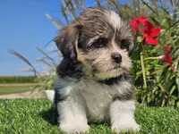 Evan, a male Shorkie for sale in Boyden, IA – 9 of 10