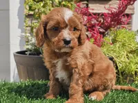 Gage, a male Cavapoo for sale in Boyden, IA – 7 of 10