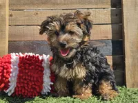 Laszlo, a male Yorkipoo for sale in Boyden, IA – 1 of 10